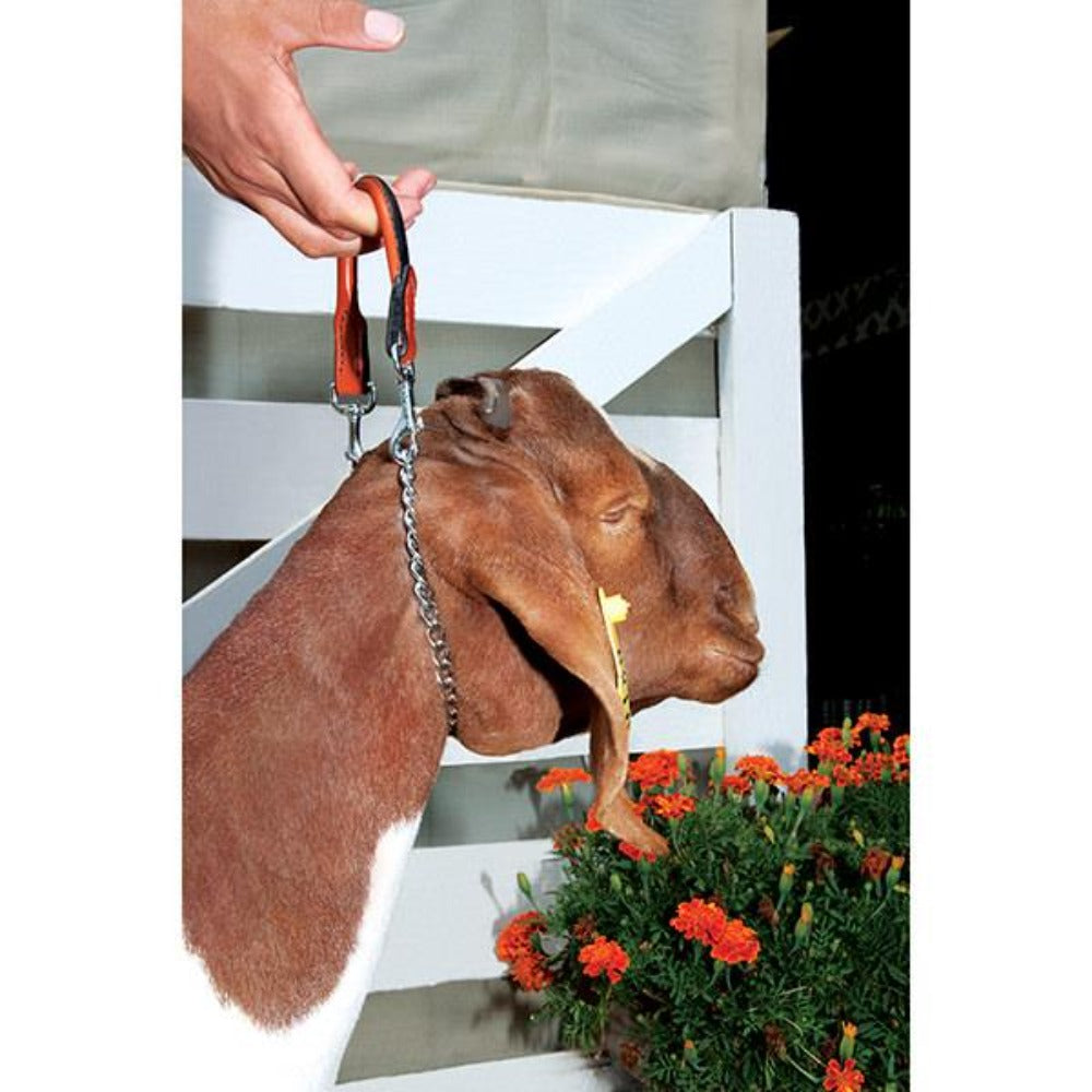 24" Leather and Chain Goat Collar