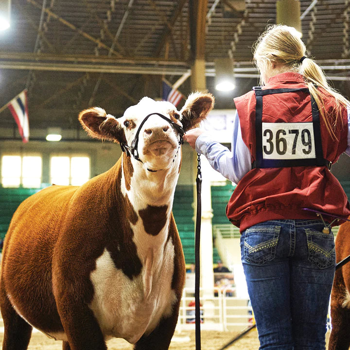 Exhibitor Number Harness