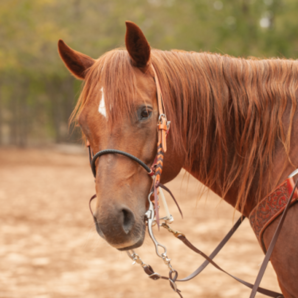 Martin Saddlery Single Rope Noseband with Shrink Tube Cover