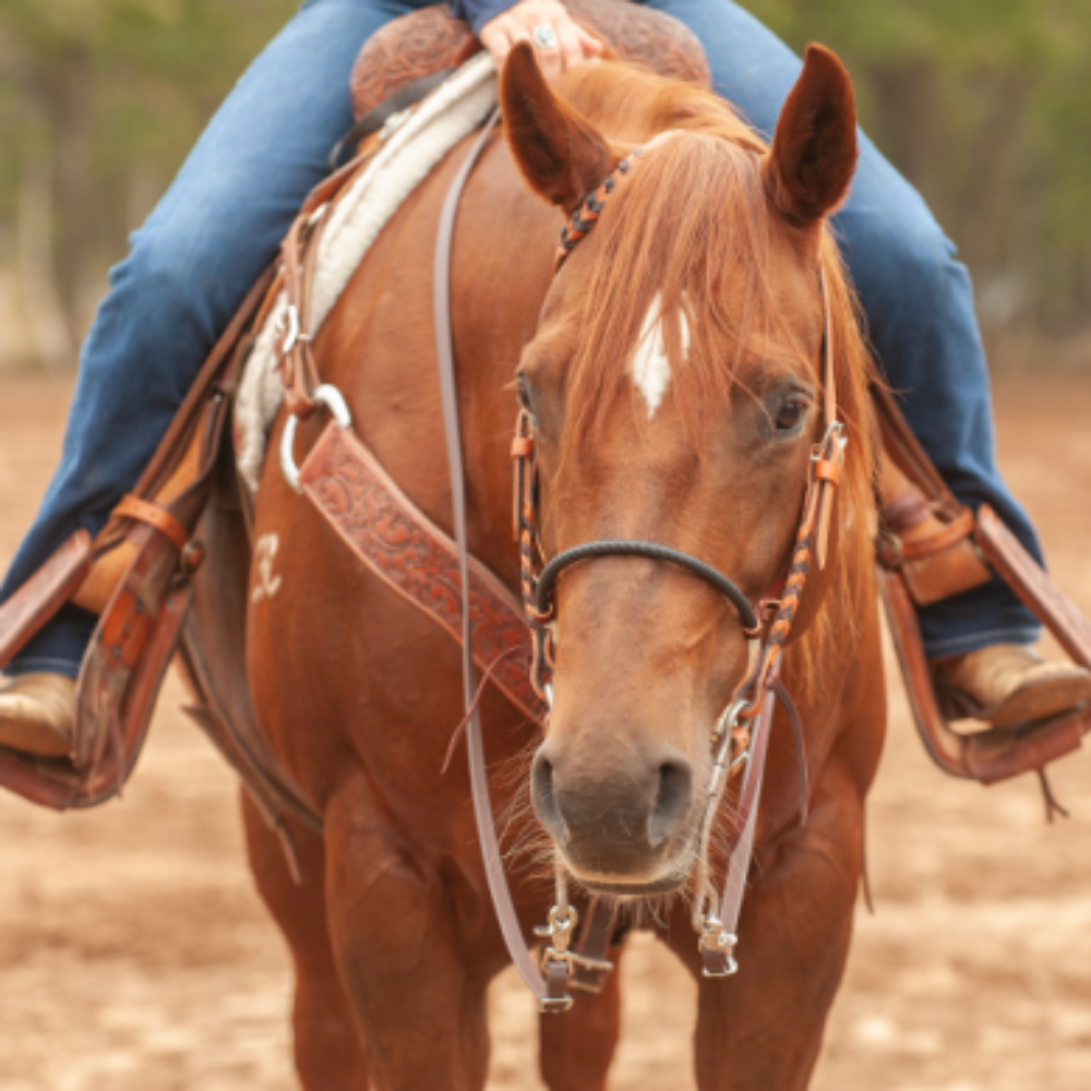 Martin Saddlery Single Rope Noseband with Shrink Tube Cover