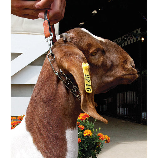 Leather and Prong Chain Goat Collar 24"