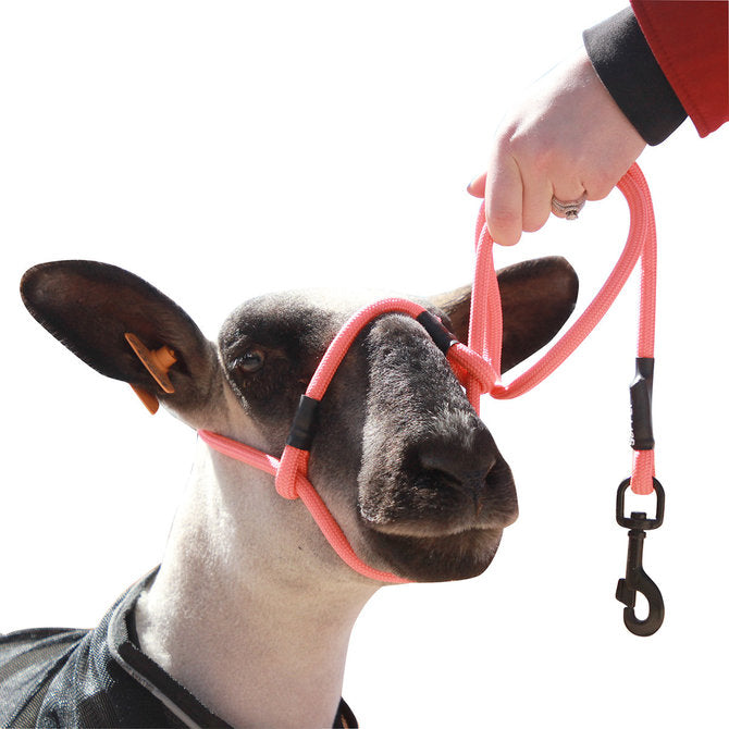 Sheep Rope Halter with Snap Lead