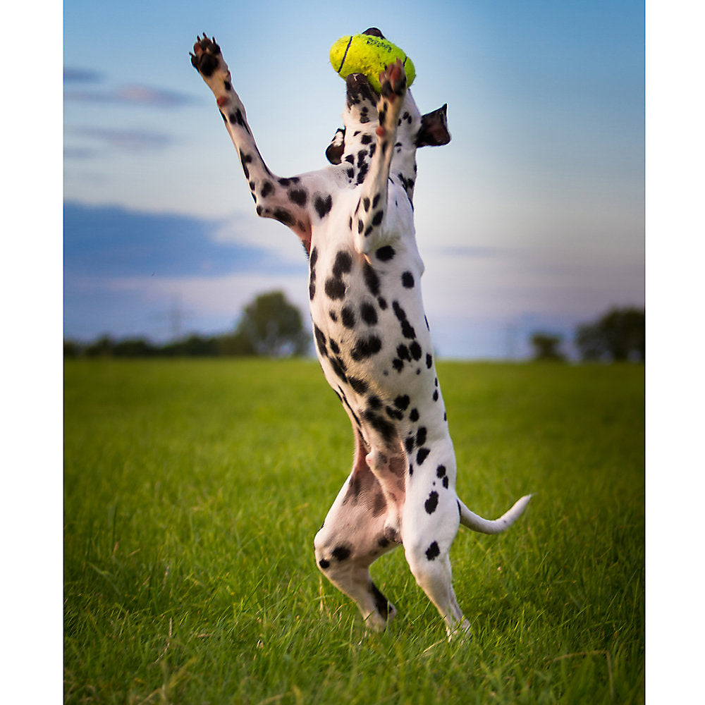 KONG Air Dog Large Football Squeaker Dog Toy