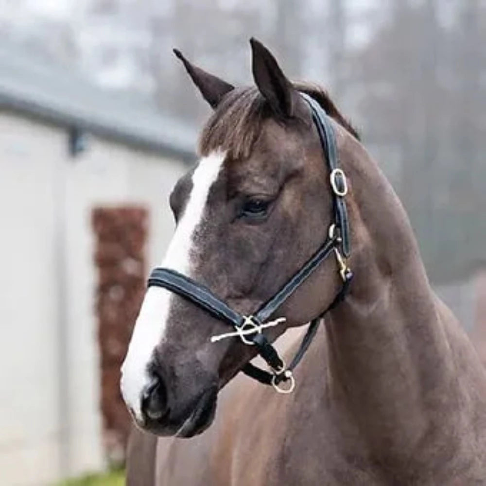 Horze Dark Oil Leather Barn Halter Cob / Horse / Extra Full