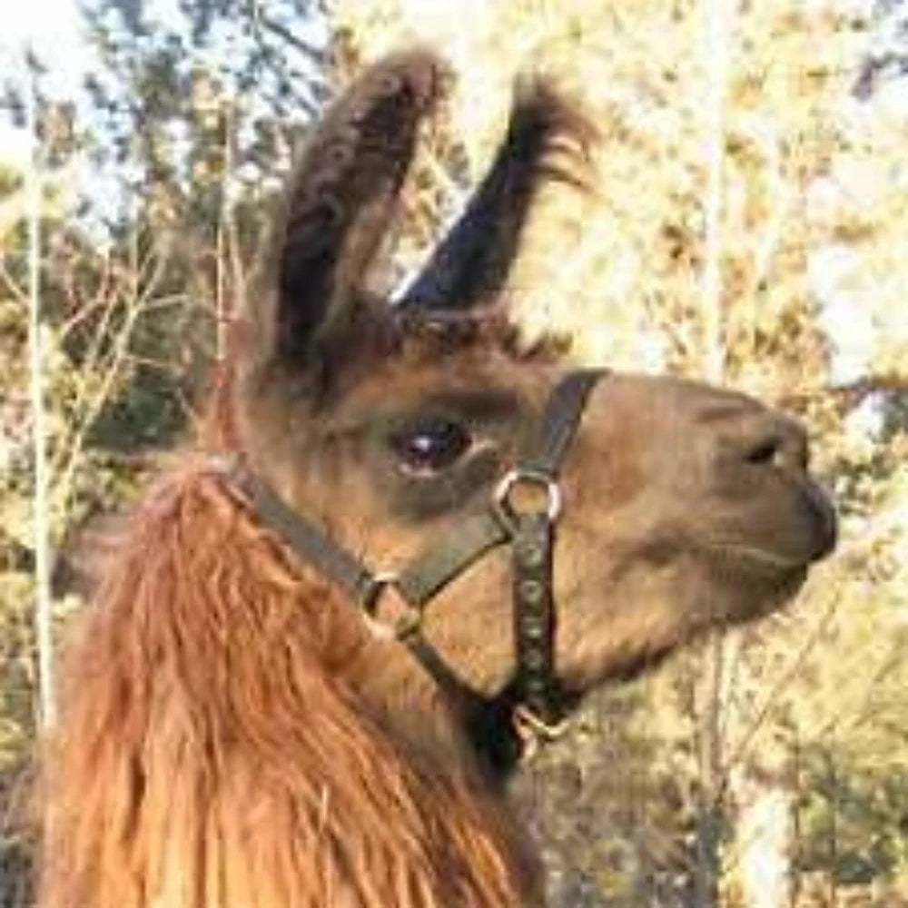 Valhoma Nylon Llama Halter, Color choice