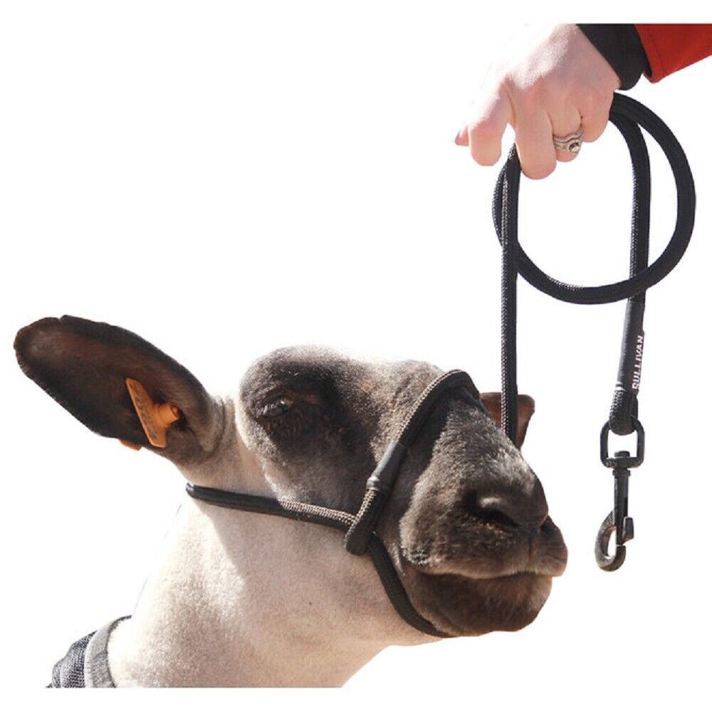 Sheep Rope Halter with Snap Lead