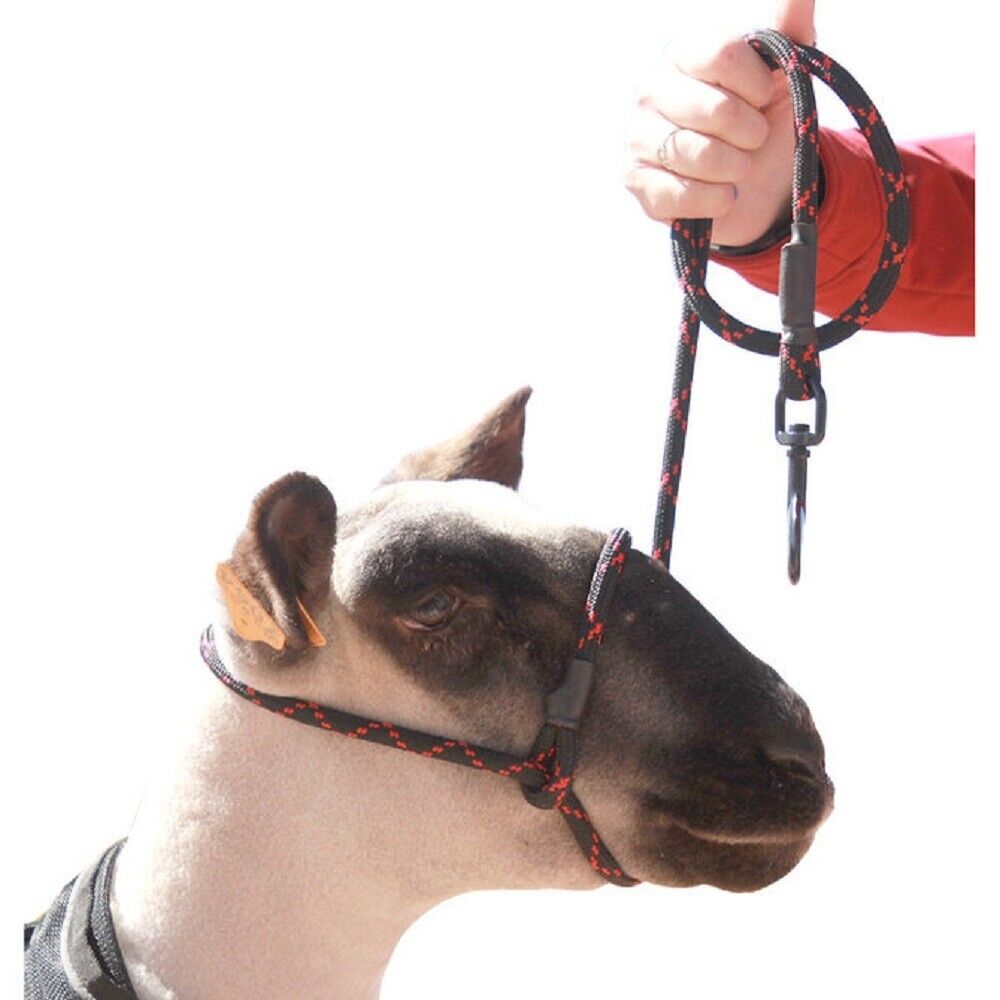 Sheep Rope Halter with Snap Lead