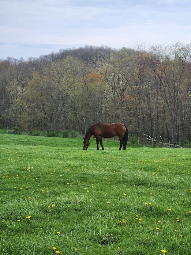 What Happens When a Horse Doesn’t Have Their Basic Needs Met? By: Nicole Shoup Horsemanship