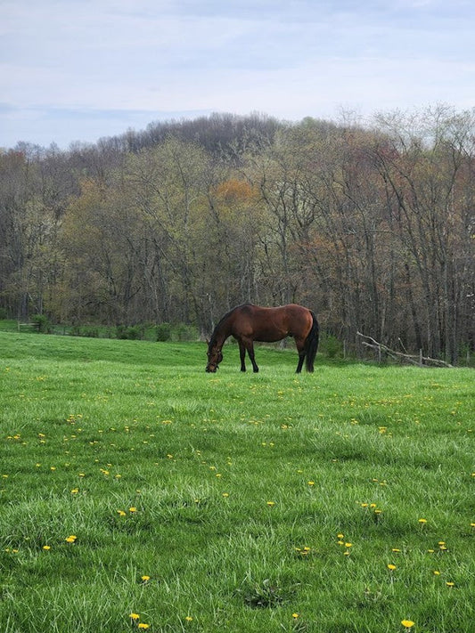 What Happens When a Horse Doesn’t Have Their Basic Needs Met? By: Nicole Shoup Horsemanship