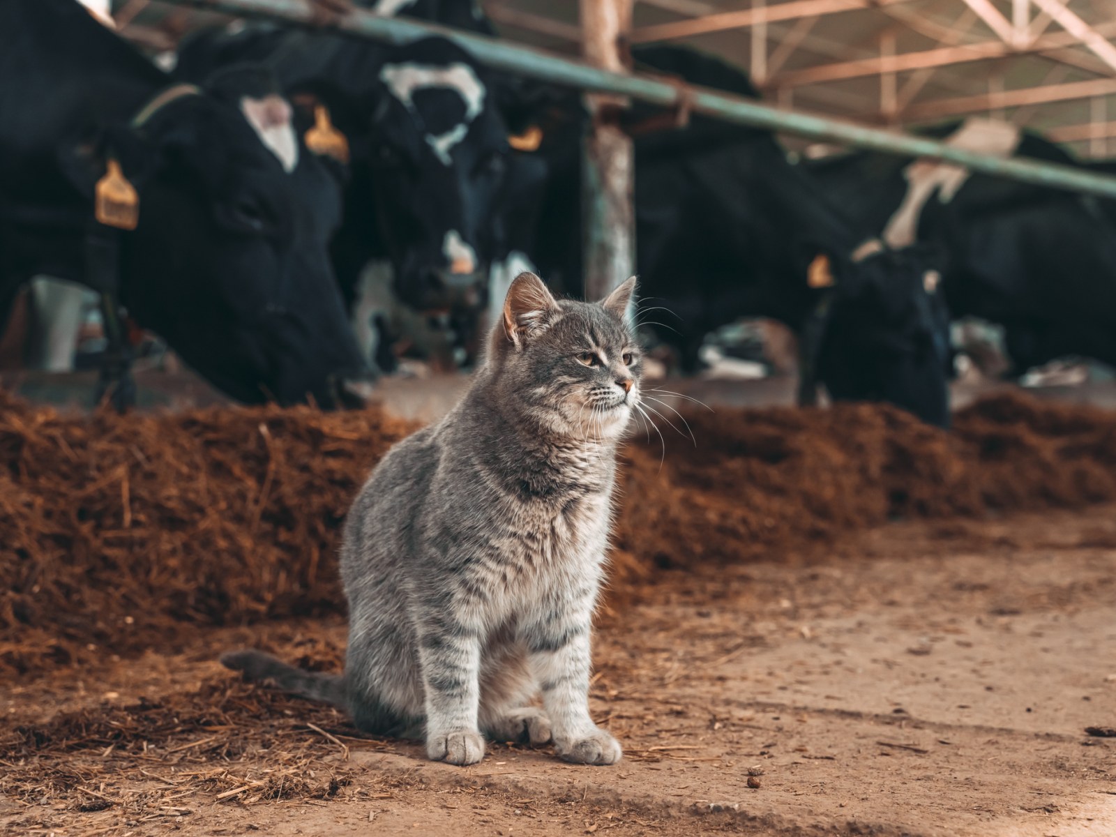 Cat Supplies – Tack N More