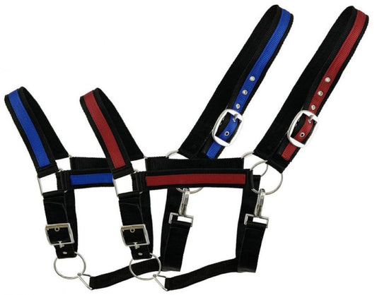 Draft horse size Nylon Halter w/ Accent color