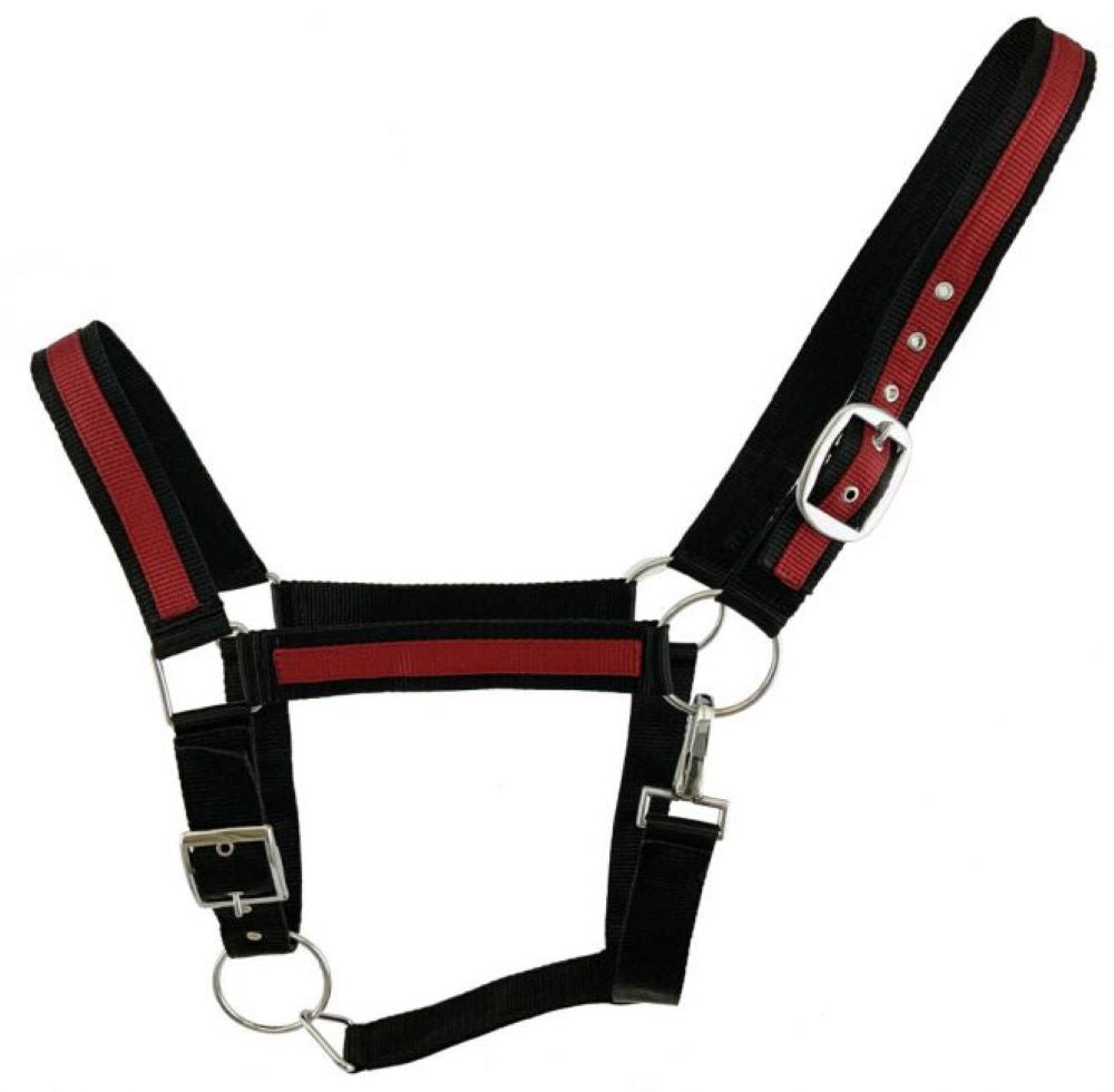 Draft horse size Nylon Halter w/ Accent color