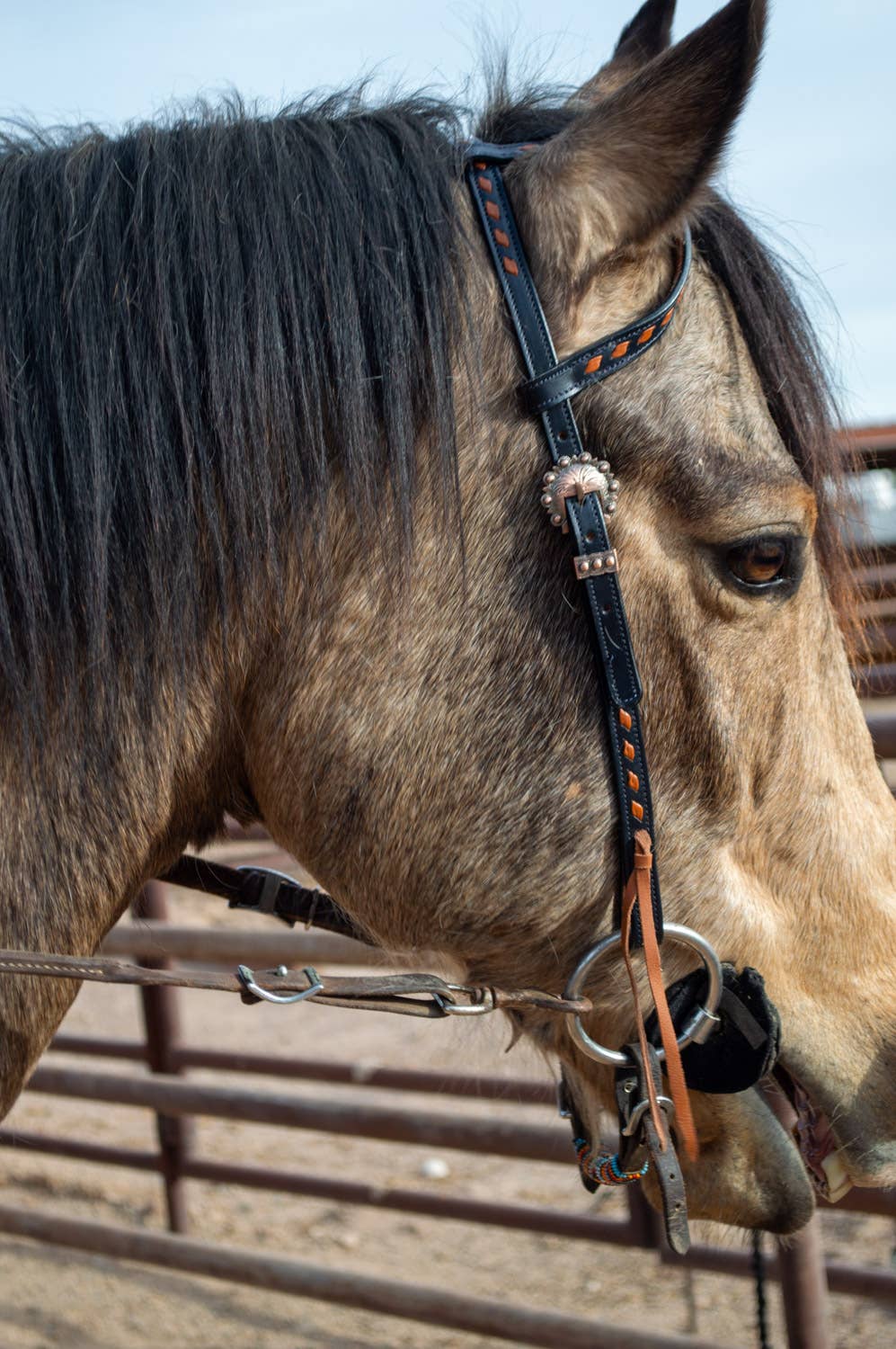 Schulz Navy Boot Stitch Headstall and Breast Collar Set