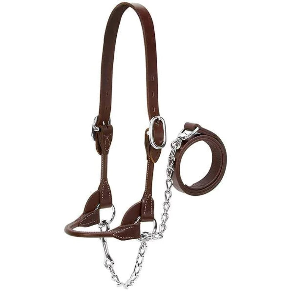 Dairy / Beef Cow Rounded Leather Show Halter