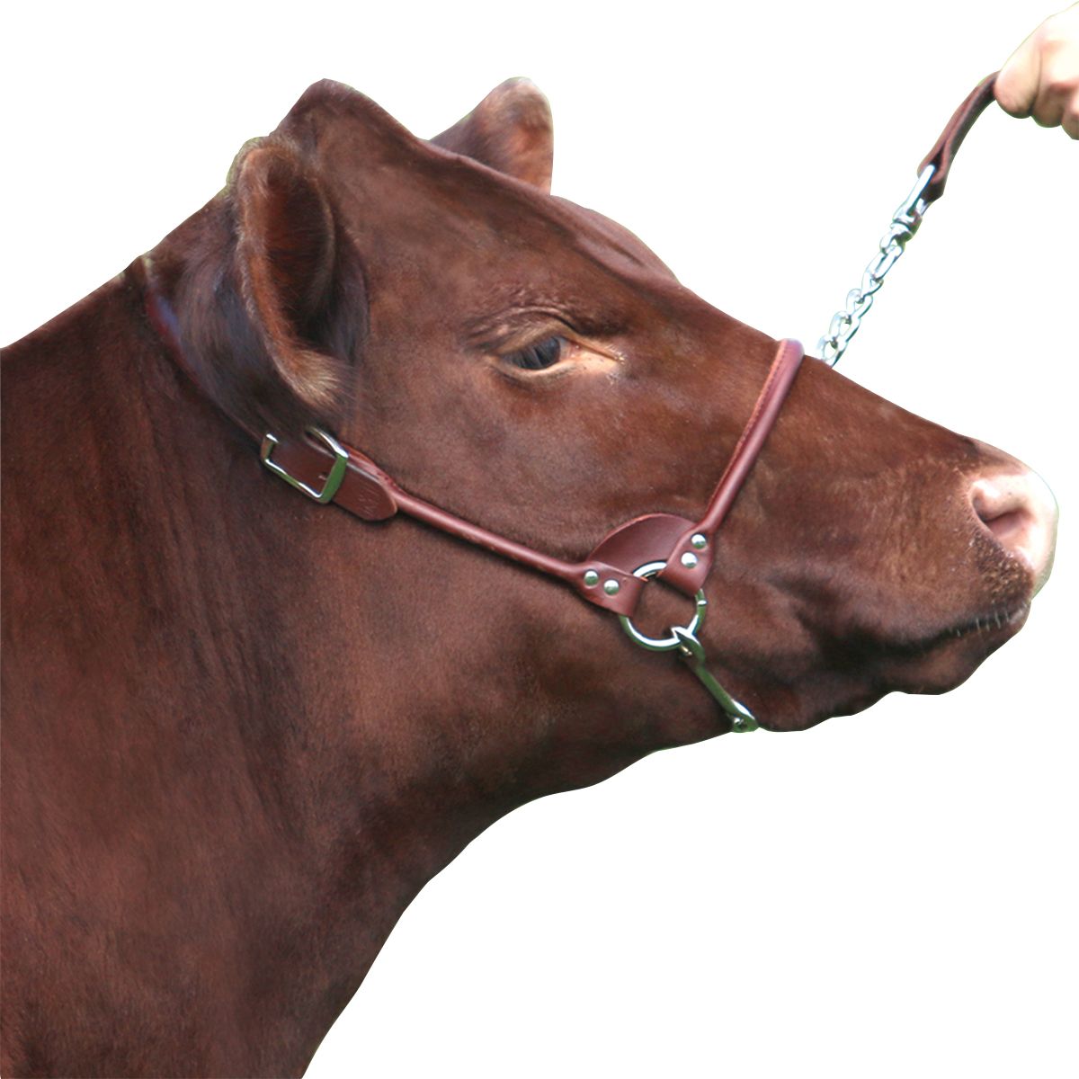 Rolled Nosed Brown Leather Cow Show Halter