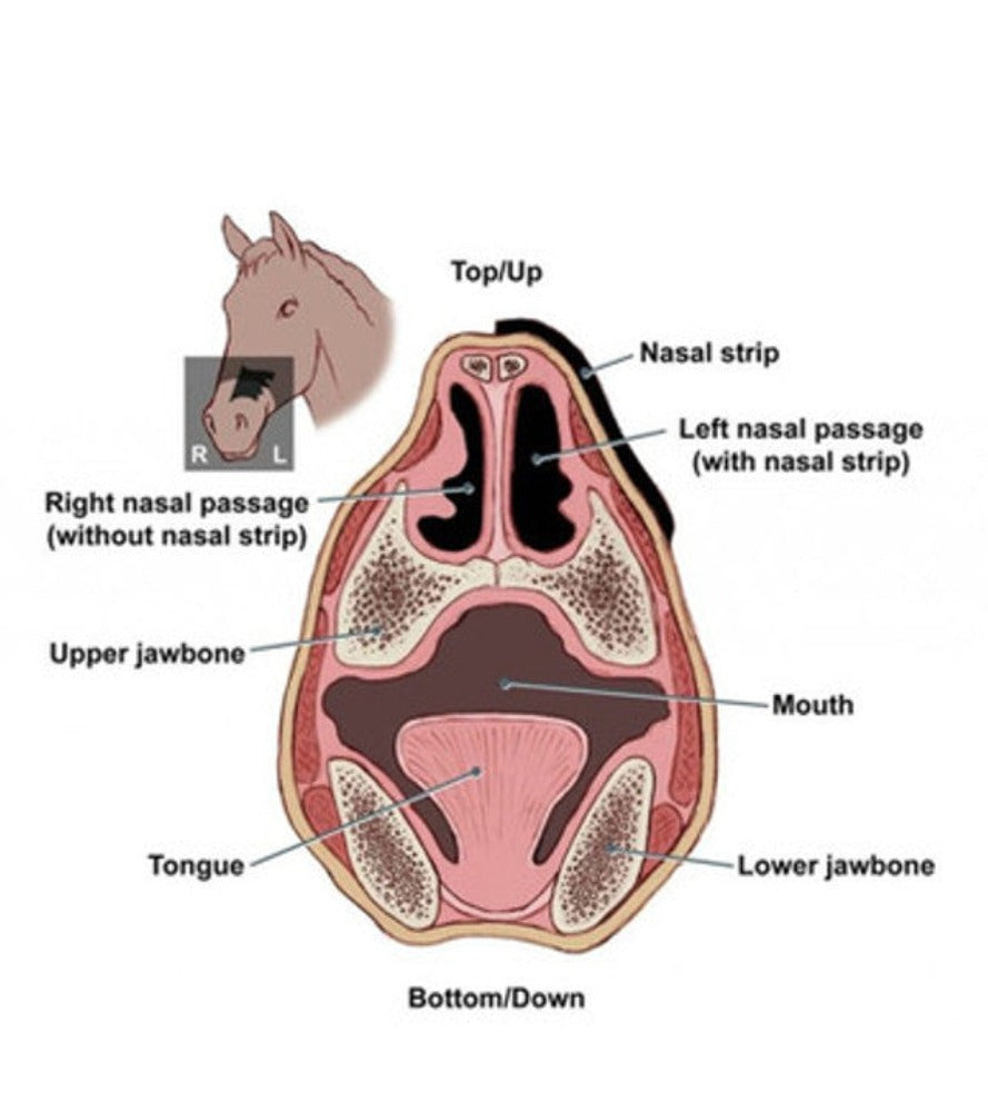 Flair Equine Nasal Strip