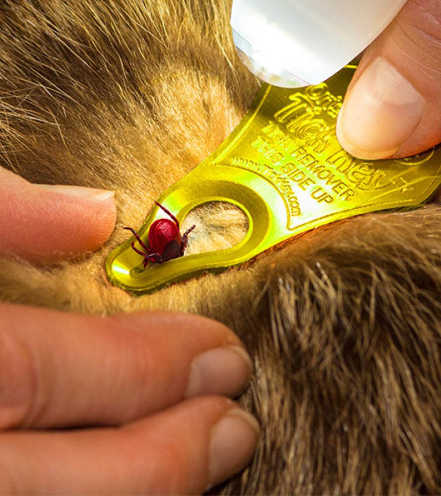 Tick Key Tick Removal