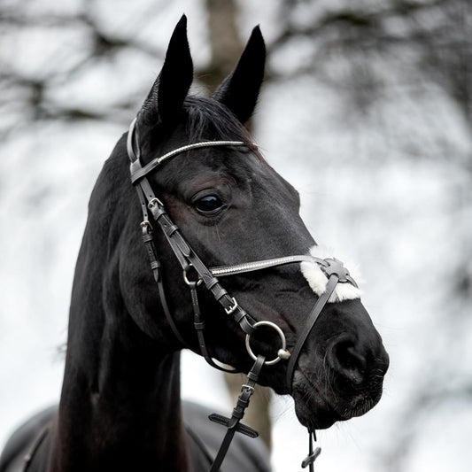 Valencia Figure 8 Bridle Average Horse Size