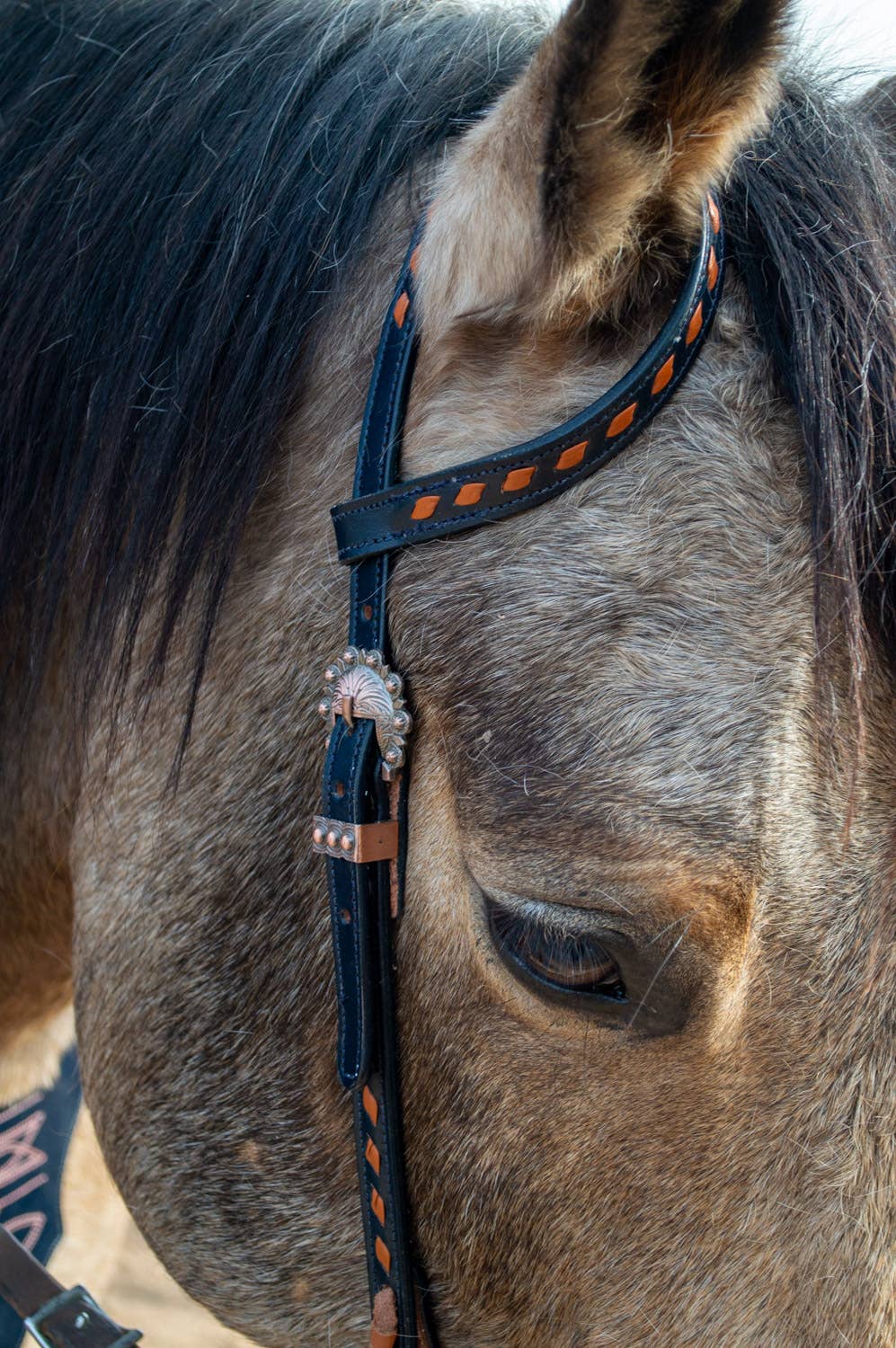 Schulz Navy Boot Stitch Headstall and Breast Collar Set
