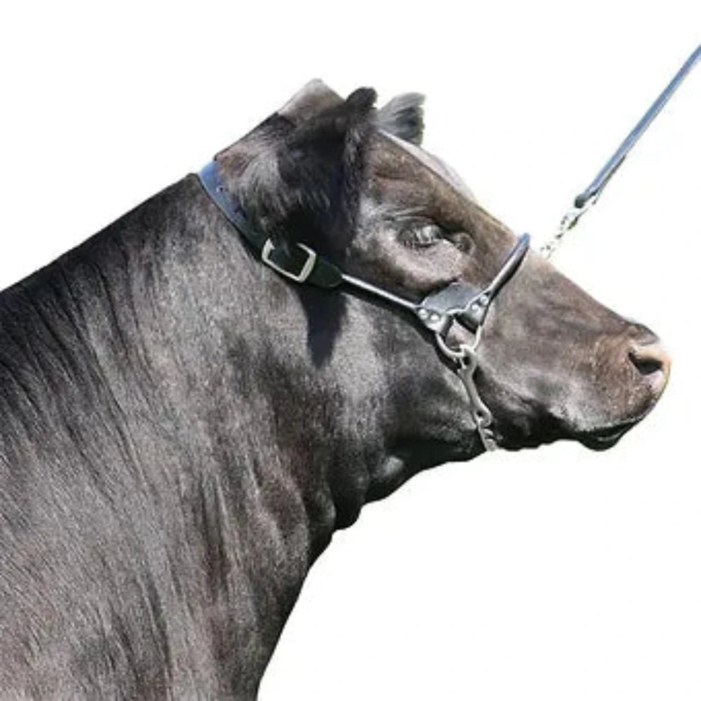 Rolled Nose Black Leather Dairy Beef Cow Show Halter