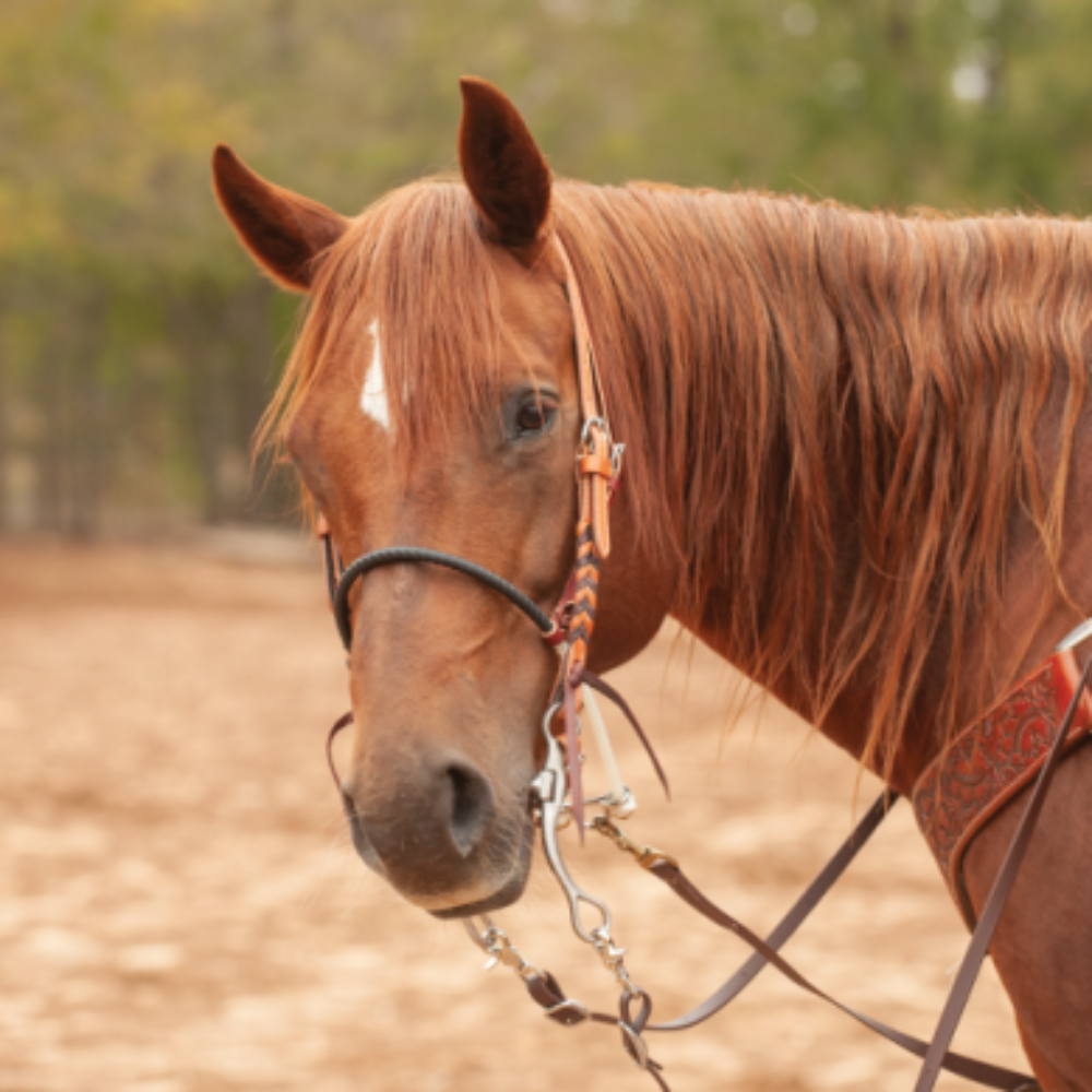 Single Rope Tie Down with Rubber Cover by Martin Saddlery