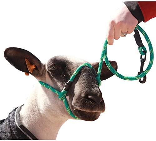 Sheep Rope Halter with Snap Lead