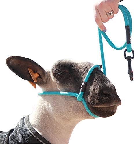 Sheep Rope Halter with Snap Lead