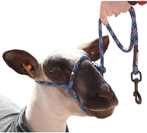 Sheep Rope Halter with Snap Lead