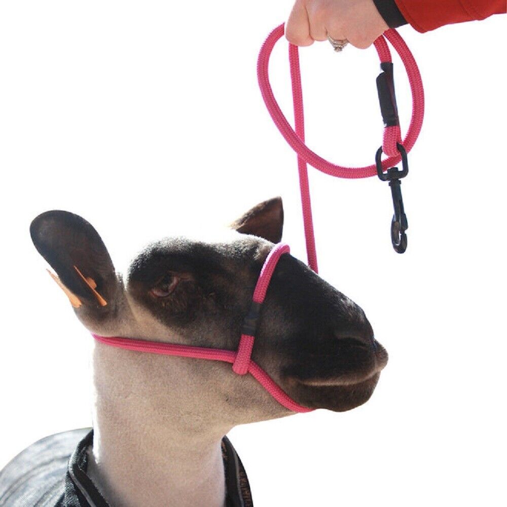 Sheep Rope Halter with Snap Lead